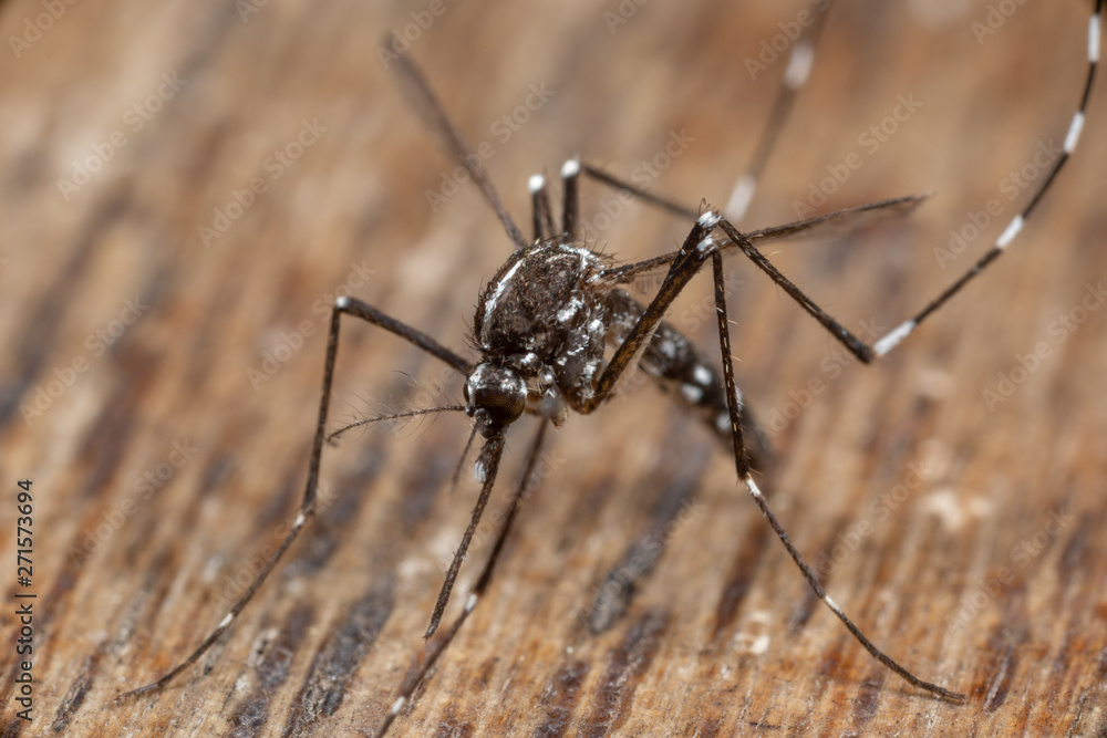 moustique tigre (Aedes albopictus) moustique tigre (Aedes albopictus)
