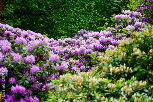 Blühender Rhododendronhain im Berliner Tiergarten