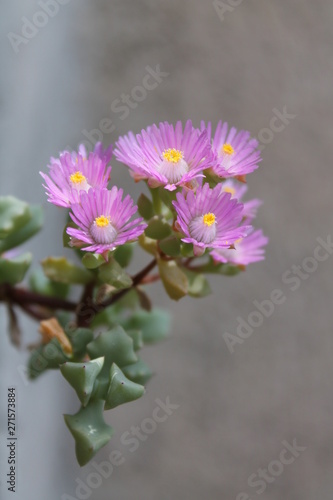 oscularia deltoides photo