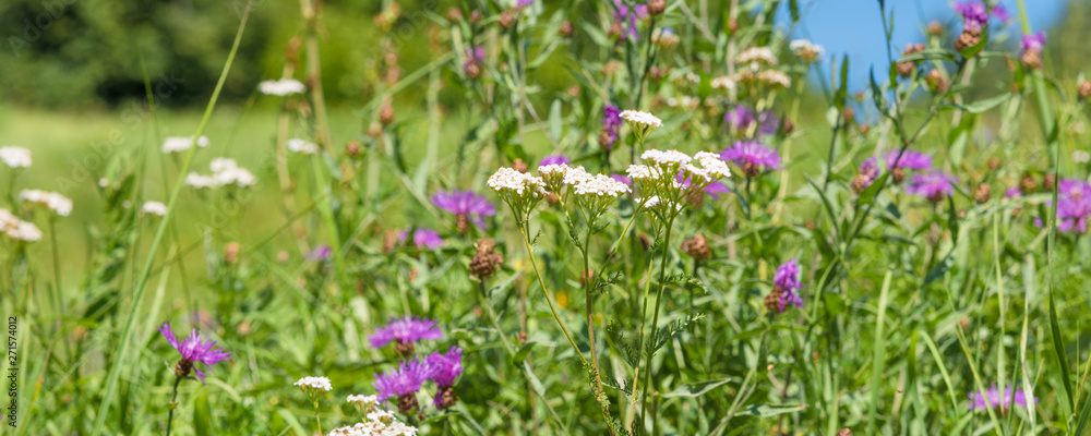 Panoramic idyllic summer, autumn and spring meadow background - different wildflowers and herbs, copy space Panoramic idyllic summer, autumn and spring meadow background - different wildflowers and herbs, copy space