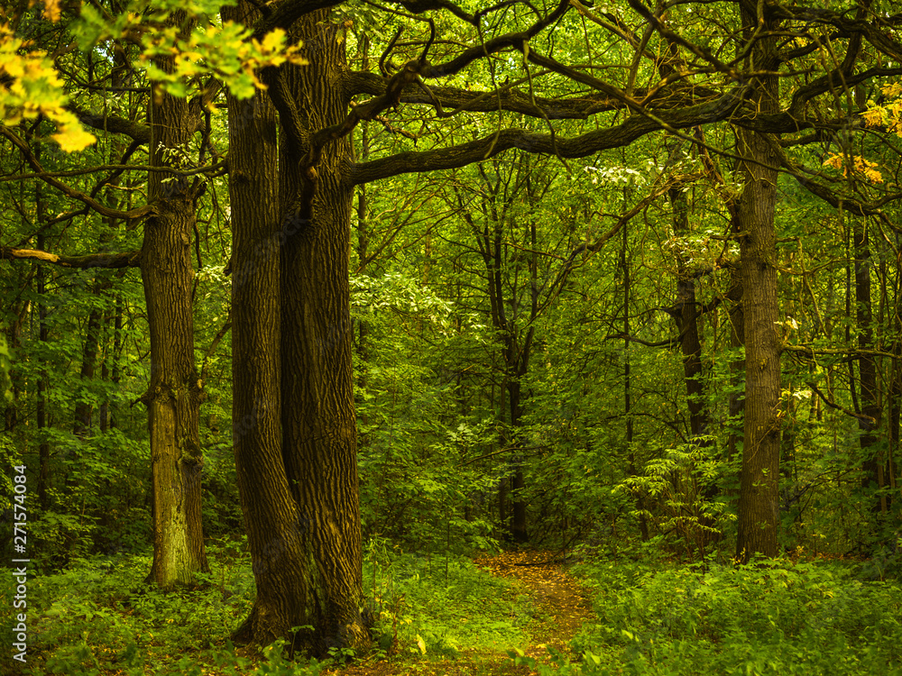 Woodland landscape - path in a dense forest