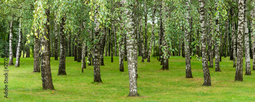 Fototapeta Naklejka Na Ścianę i Meble -  Panoramic natural background - birch trunks and green with yellow grass