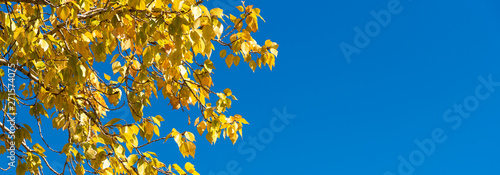 Panoramic beautiful bright autumn natural background, banner, cover - yellow, golden leaves and blue sky in the background, copy space