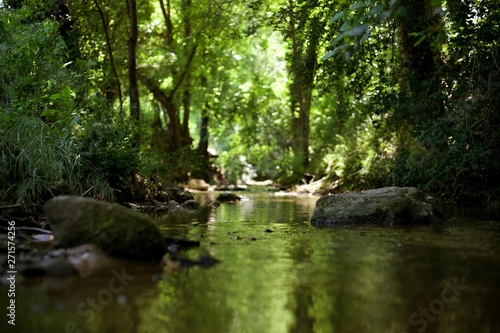Ruisseau, eau, forêt humide mousse