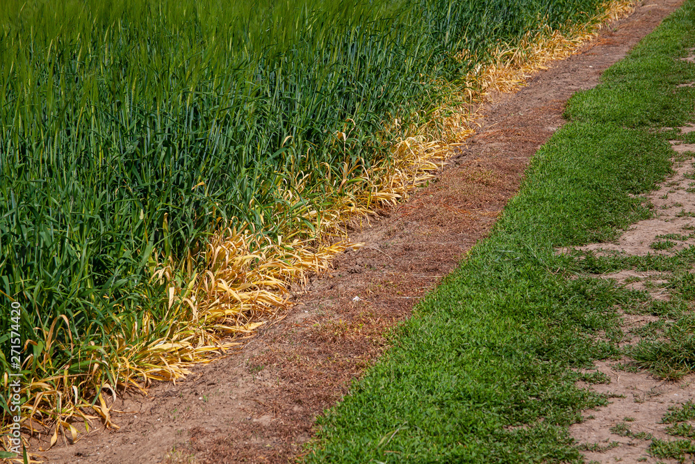 Désherbage de la bordure d'un champs de céréales au glyphosate Désherbage de la bordure d'un champs de céréales au glyphosate