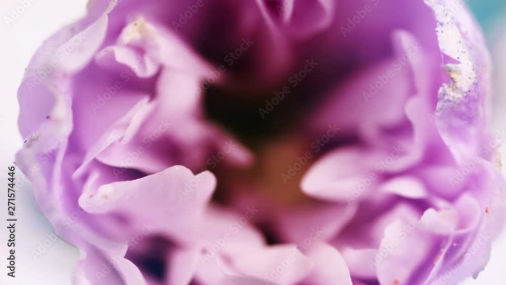 Purple flower blooming, opening its blossom. Epic time lapse. Wonderful nature. Futuristic world Purple flower blooming, opening its blossom. Epic time lapse. Wonderful nature. Futuristic world