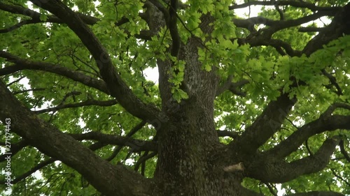 Lush oak crown inside.A lone oak in a field. Branches and oak leaves close-up.Green oak leaves on the branches.