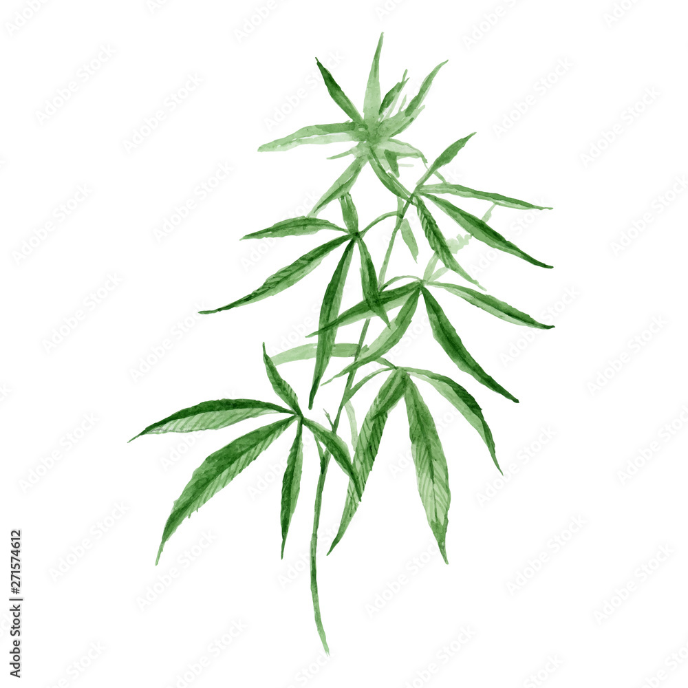 Fototapeta premium Watercolor hand drawn vector painting illustration of green branch Cannabis sativa (Cannabis indica, Marijuana) medicinal plant with leaves isolated on a white background. Harvesting, planting weed