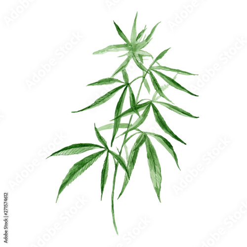 Watercolor hand drawn vector painting illustration of green branch Cannabis sativa  Cannabis indica  Marijuana  medicinal plant with leaves  isolated on a white background. Harvesting  planting weed