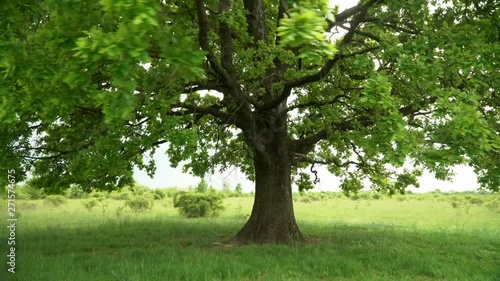 A lonely tree in the middle of a field. Green healthy oak clearly visible foliage and branches , close-up. Against the green horizon