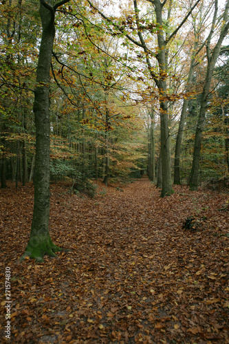 Autumn. Fall. Forest Beechtrees Netherlands