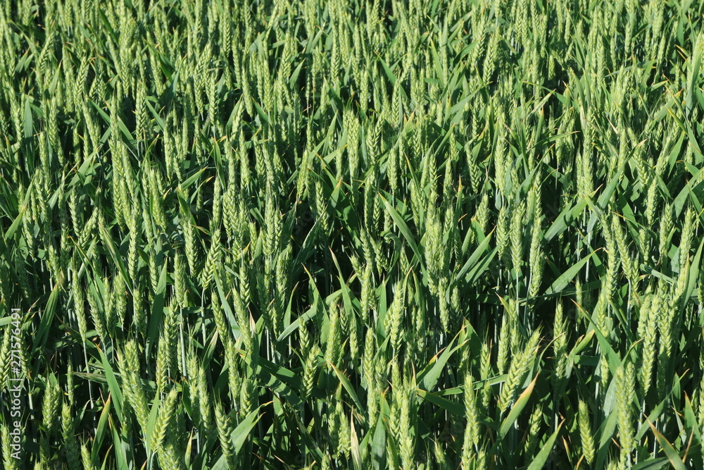 Grain in the Sun, Baden-Württemberg, Germany Grain in the Sun, Baden-Württemberg, Germany