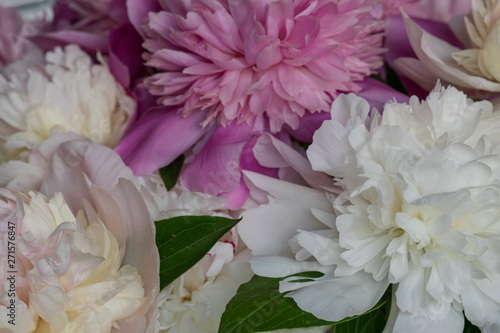 Closeup of fresh peony flowers. peony background. pink and white peonies. © Anna