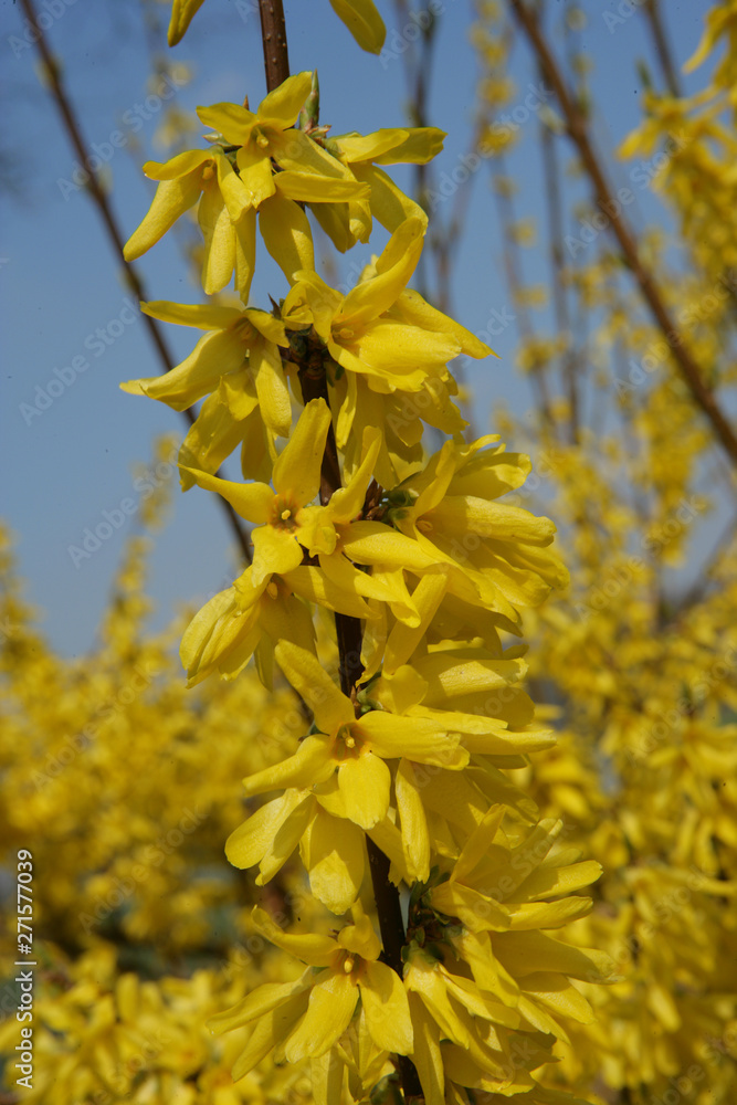 Forsythia prunus Forsythia prunus