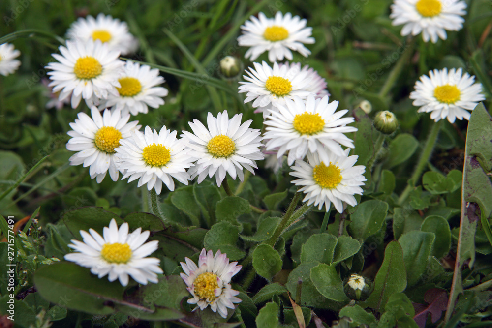 Field of daisies. Forget me not Field of daisies. Forget me not