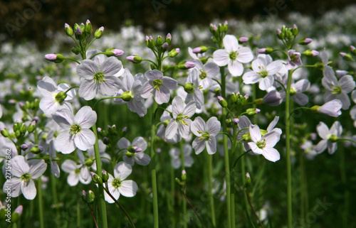 Cuckoo flower