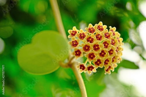 Beautiful blooming Sweetheart Hoya (Valentine Hoya ,Hoya kerrii Craib) blossom with heart-shape leaves.