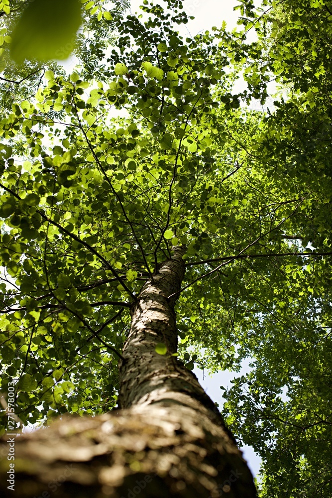 Fototapeta premium Arbre forêt