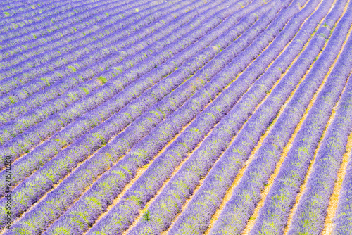 Lavender field