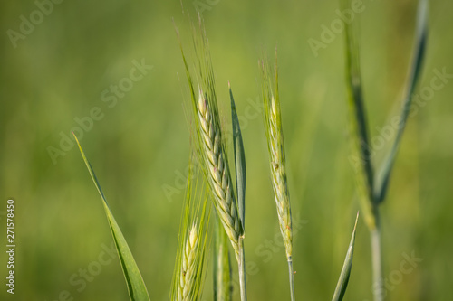Green wheat on agriculture field in the spring