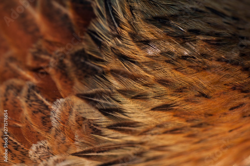 Pointed structure of chicken feathers photo