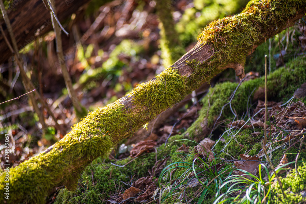 Obraz premium dry old tree trunk stomp in nature