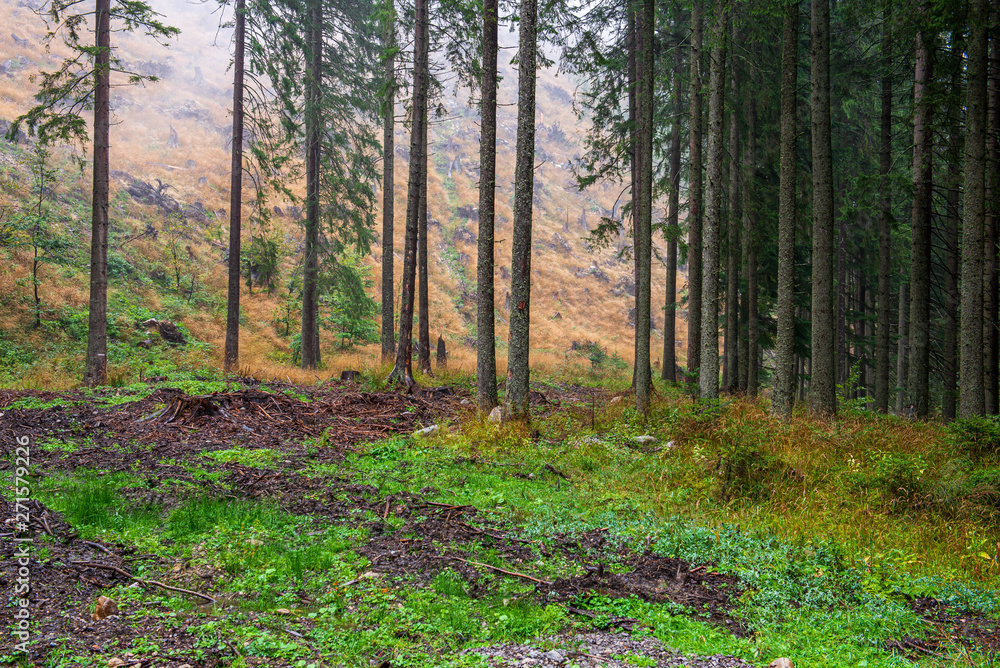 sunny autumn forest with large tree trunks sunny autumn forest with large tree trunks