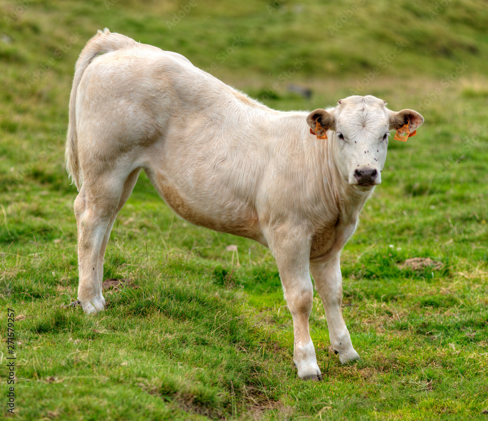 Veau charolais au col de la Croix-Morand, Puy-de-Dôme, France Veau charolais au col de la Croix-Morand, Puy-de-Dôme, France