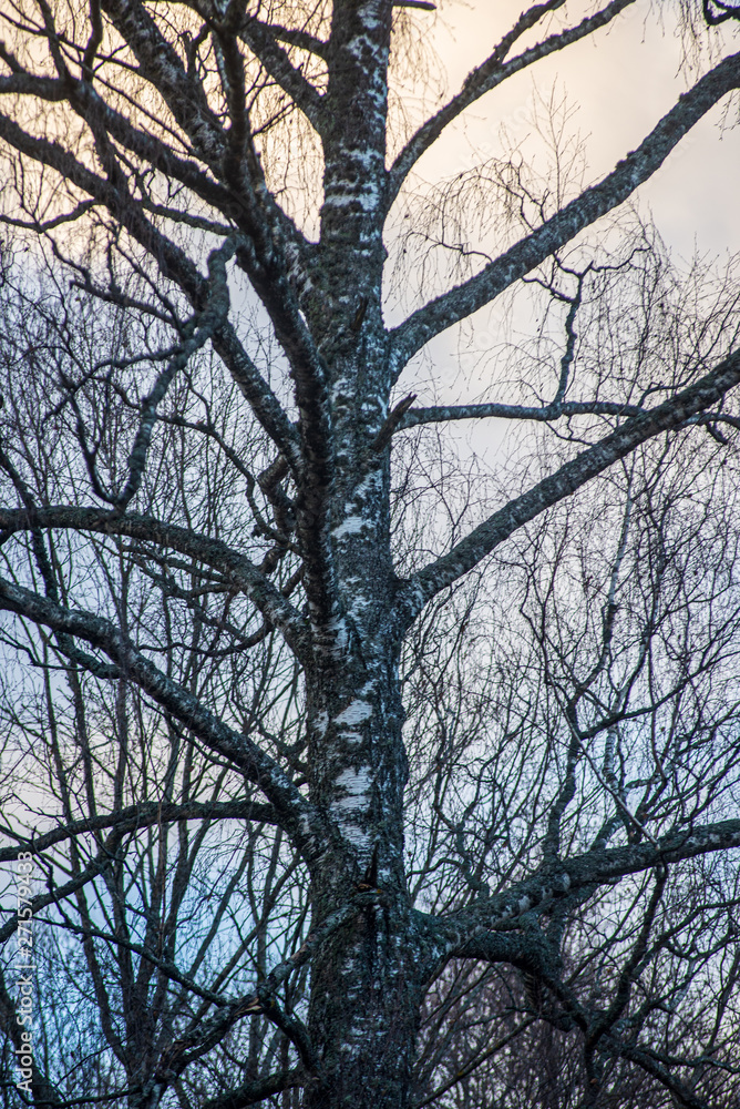 Obraz premium tree tops in forest growing to the blue sky