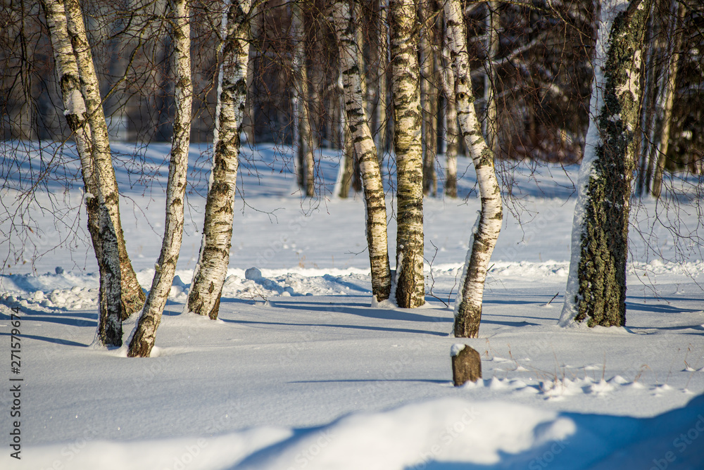 frost snowy forest trees in sunny day in winter frost snowy forest trees in sunny day in winter