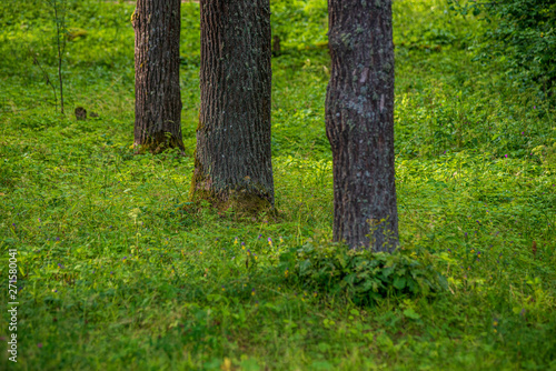 dry old tree trunk stomp in nature