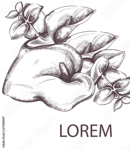 Vintage callas flowers and line art Vector. Old effect bouquet decor. wedding...