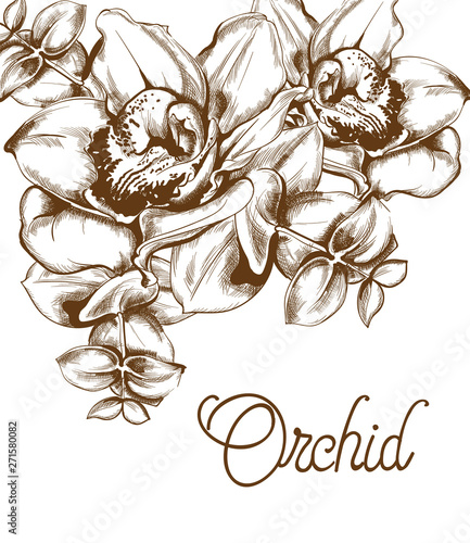 Orchid flowers and line art Vector. Old effect bouquet decor. wedding card el...
