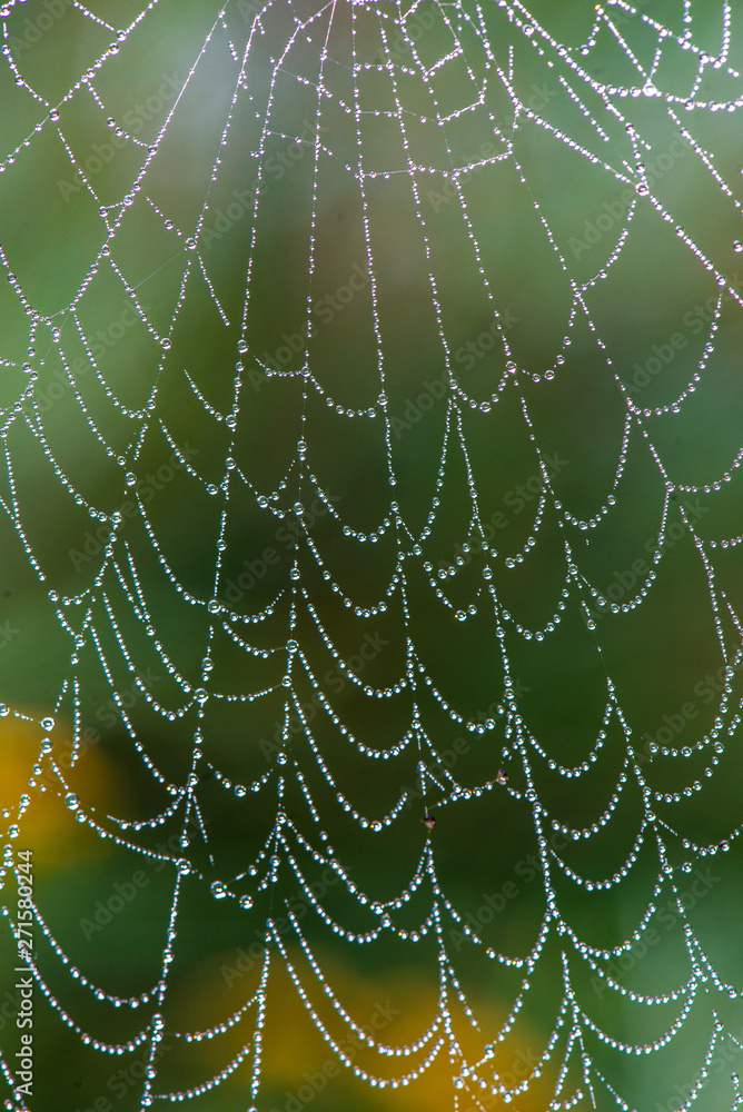 natural cobwebs spider web in morning light with dew drops