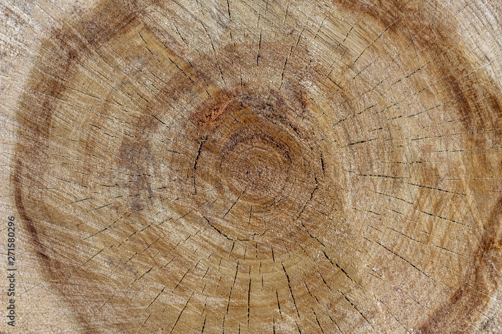 Naklejka premium yellow gray cut with round rings of a tree with cracks close-up. natural surface texture
