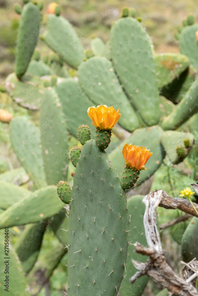 Opuntia ficus-indica - Kaktusfeige Opuntia ficus-indica - Kaktusfeige