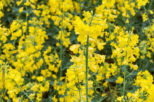Yellow oilseed rape flowers. Flowering rapeseed. Cultivation of oilseeds.