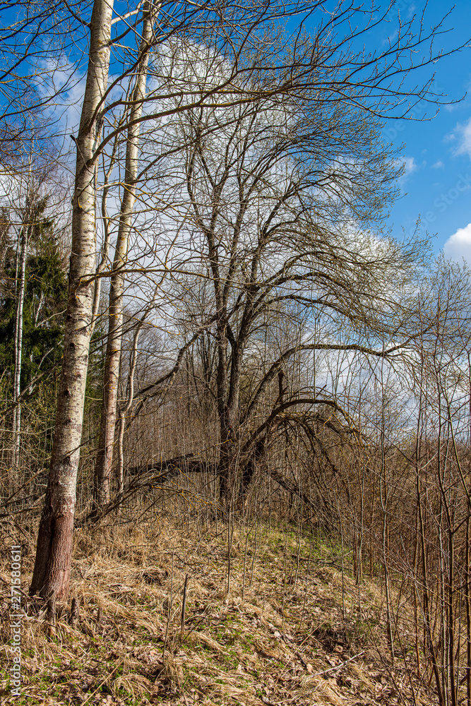 dry old tree trunk stomp in nature