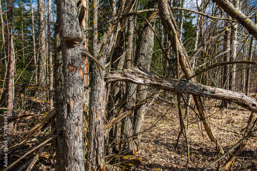 dry old tree trunk stomp in nature