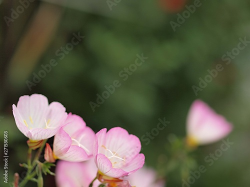 ヒルザキツキミソウの花 © gorosuke