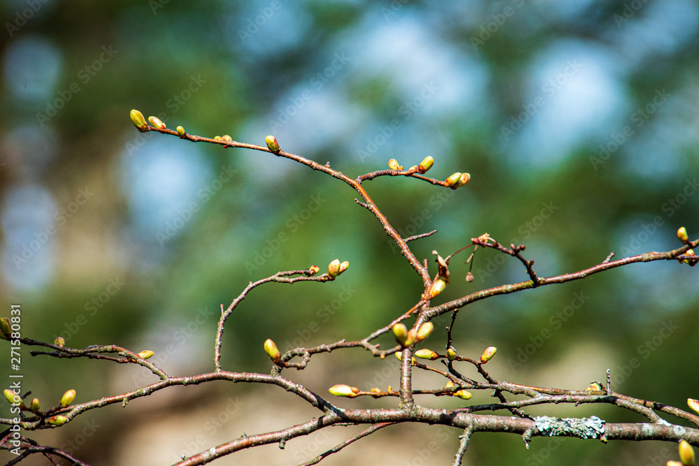 tree branches and leaves on blur background. abstract texture tree branches and leaves on blur background. abstract texture
