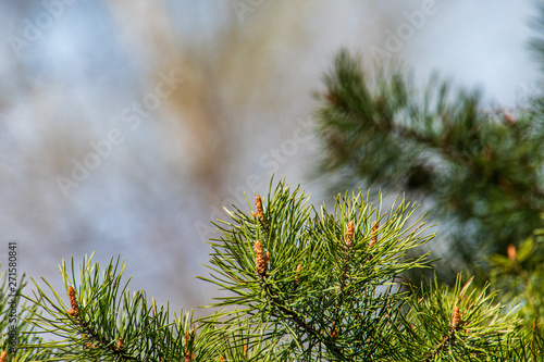 tree branches and leaves on blur background. abstract texture