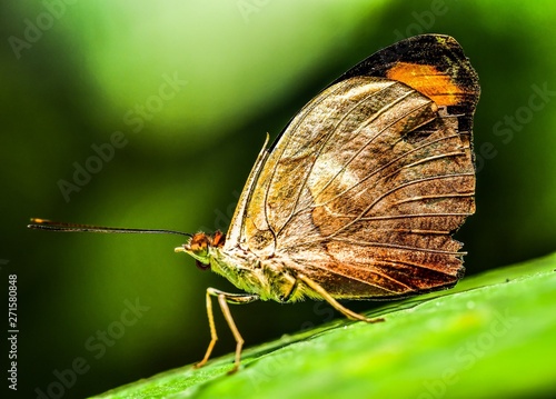 butterfly on leaf, in Arenal Volcano area in costa rica central america photo