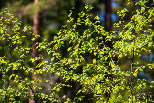 tree branches and leaves on blur background. abstract texture