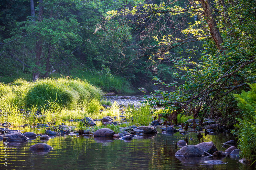 beautiful forest river in latvia in summer beautiful forest river in latvia in summer