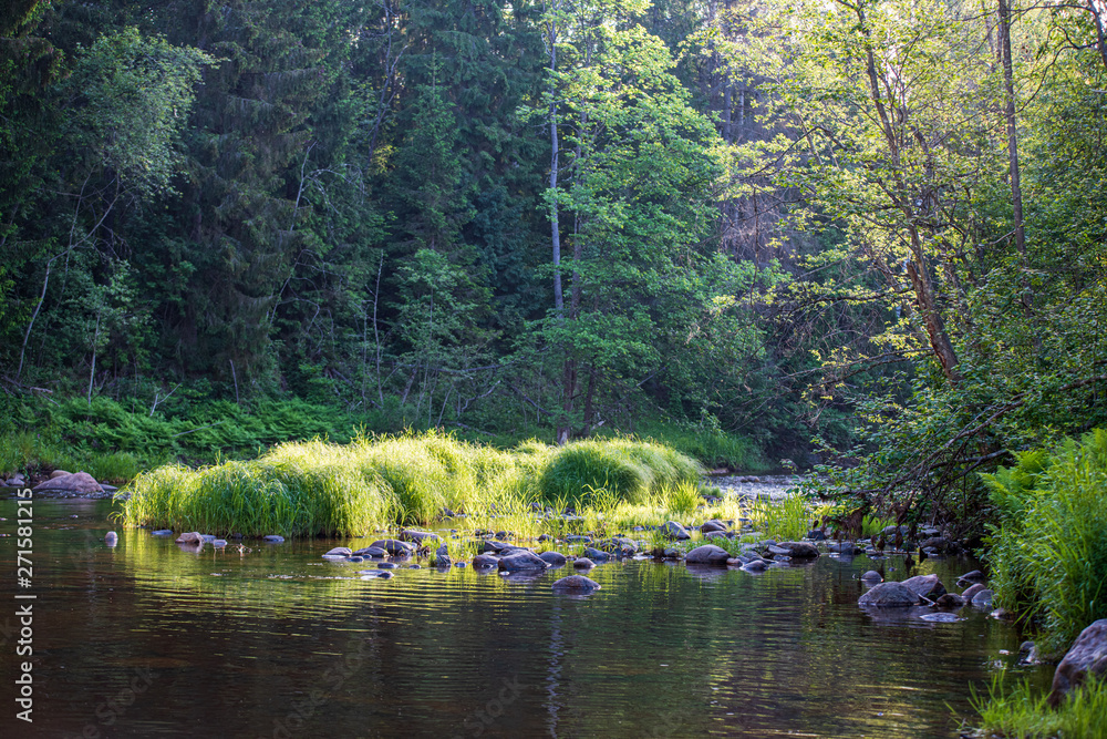 beautiful forest river in latvia in summer