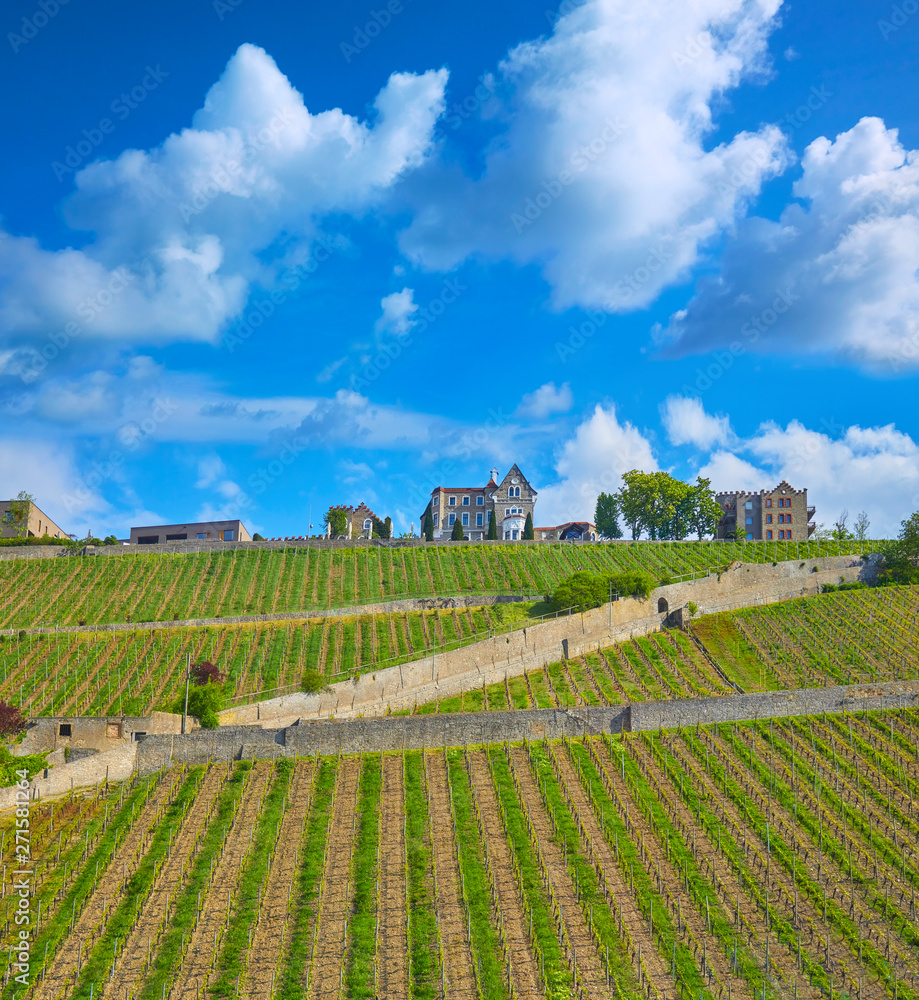 Beautiful vineyard in germany in spring.