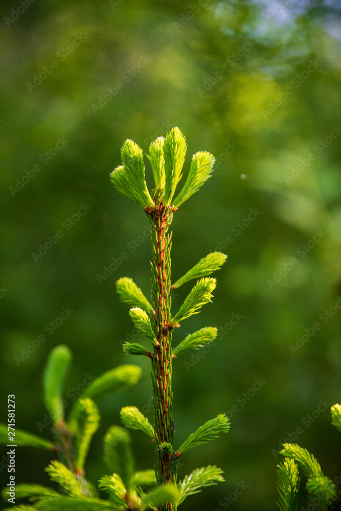 tree branches and leaves on blur background. abstract texture tree branches and leaves on blur background. abstract texture