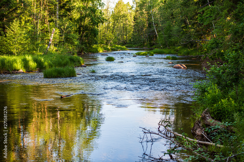 beautiful forest river in latvia in summer beautiful forest river in latvia in summer