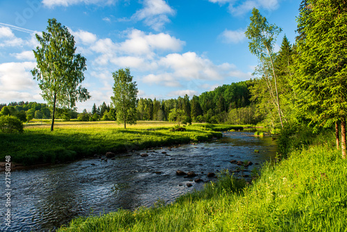 beautiful forest river in latvia in summer